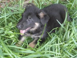 AKCBlackTanGermanShepherdPuppies